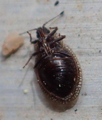 Réf. 229 785 : Acalypta parvula